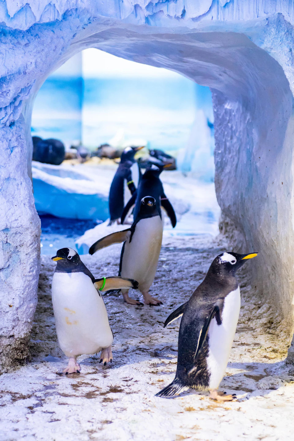 Several penguins stand and walk inside an icy cave with a snowy floor and a background of rocks and water.