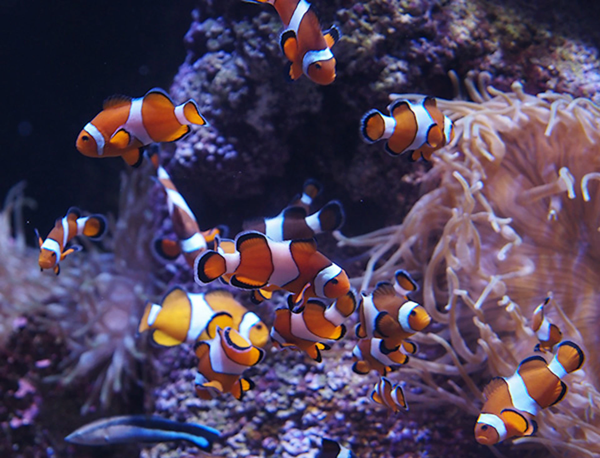 Numerous clownfish swim near corals and anemones in a vibrant underwater scene.