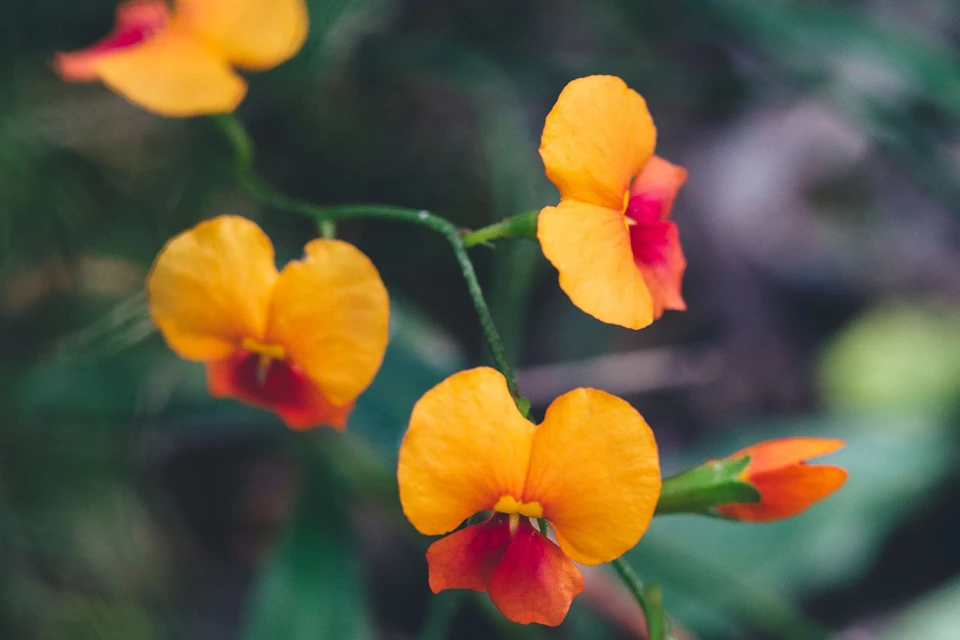 Wildflower season at Ngilgi.