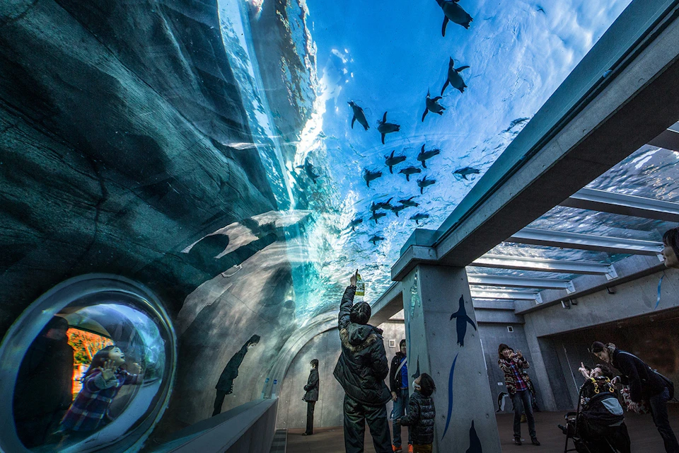 People inside an underwater tunnel at an aquarium, looking up at swimming penguins through the glass ceiling.