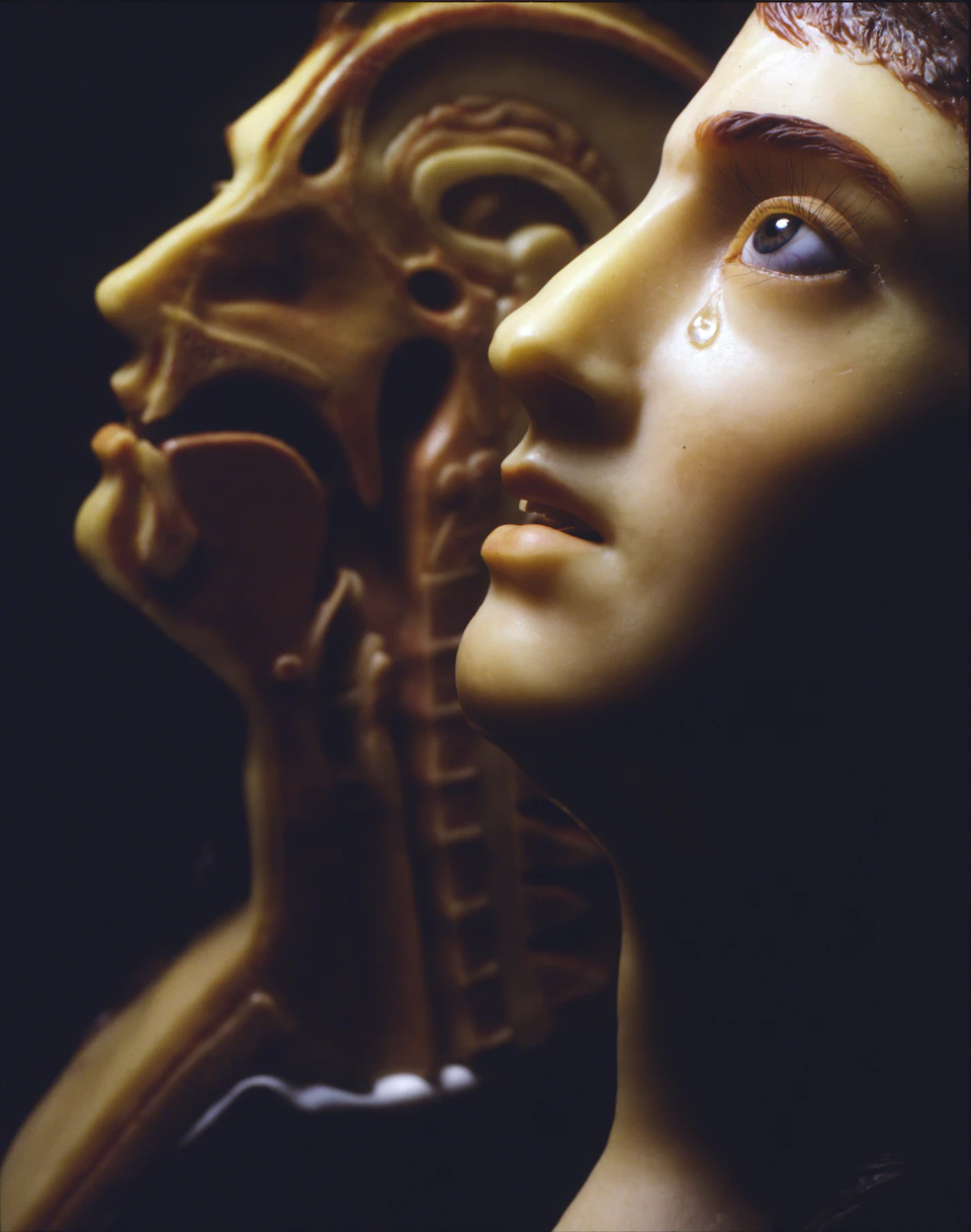 Close-up of a human anatomical model with a tear, showing internal structures; another model is partially visible behind it.