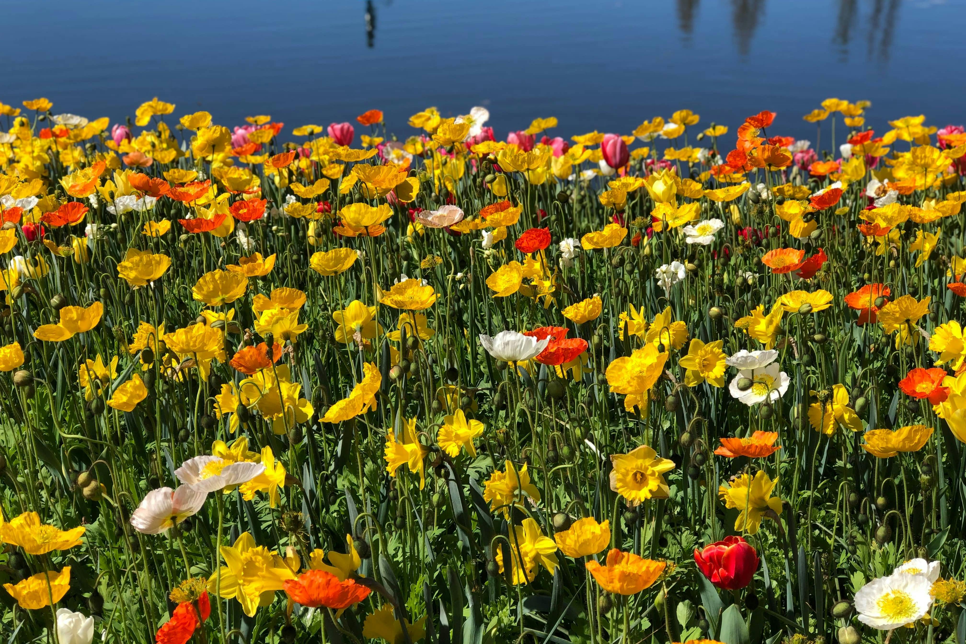 Ξενάγηση στην Καμπέρα με Floriade