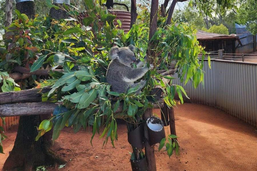 A koala sitting on a tree structure surrounded by green leaves in an enclosure with a dirt ground and trees in the background.