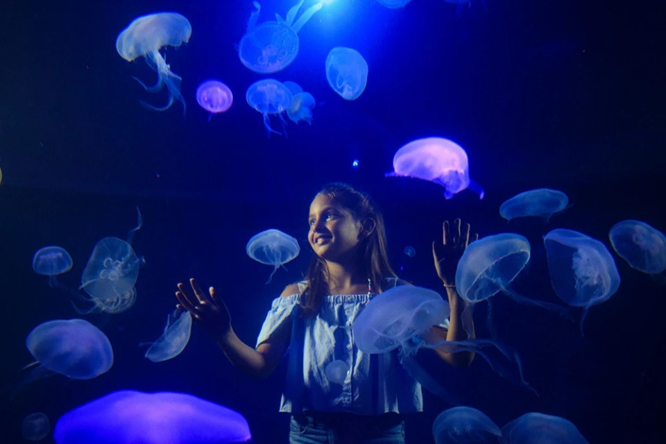 Jellyfish Tank