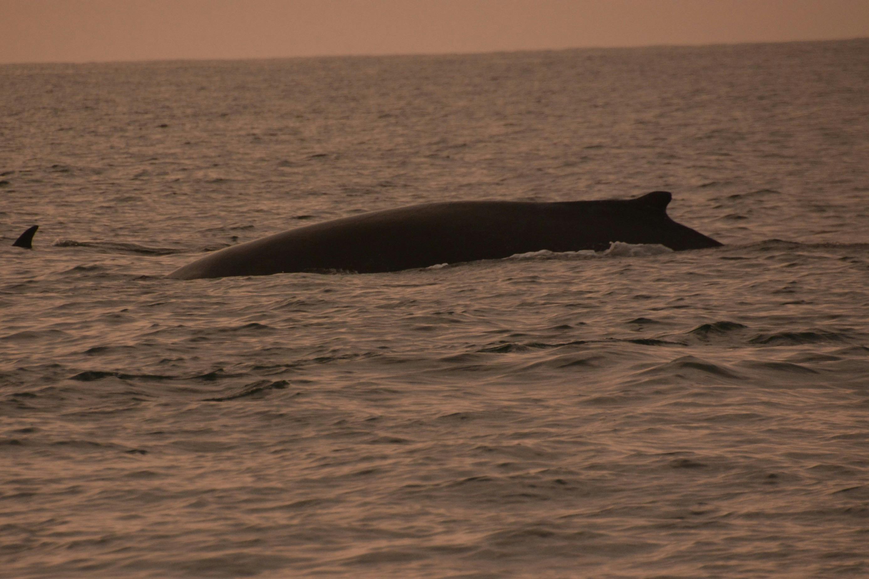 Ein Buckelwal taucht in der Mitternachtssonne auf.