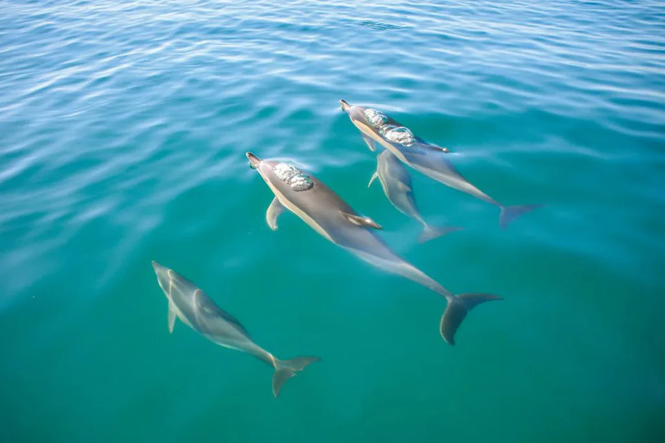 Dolphins & Catamaran