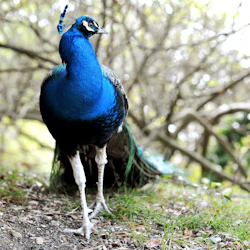 En levande påfågel med blå och gröna fjäderdräkter står på en gräsbevuxen, trädbevuxen stig.
