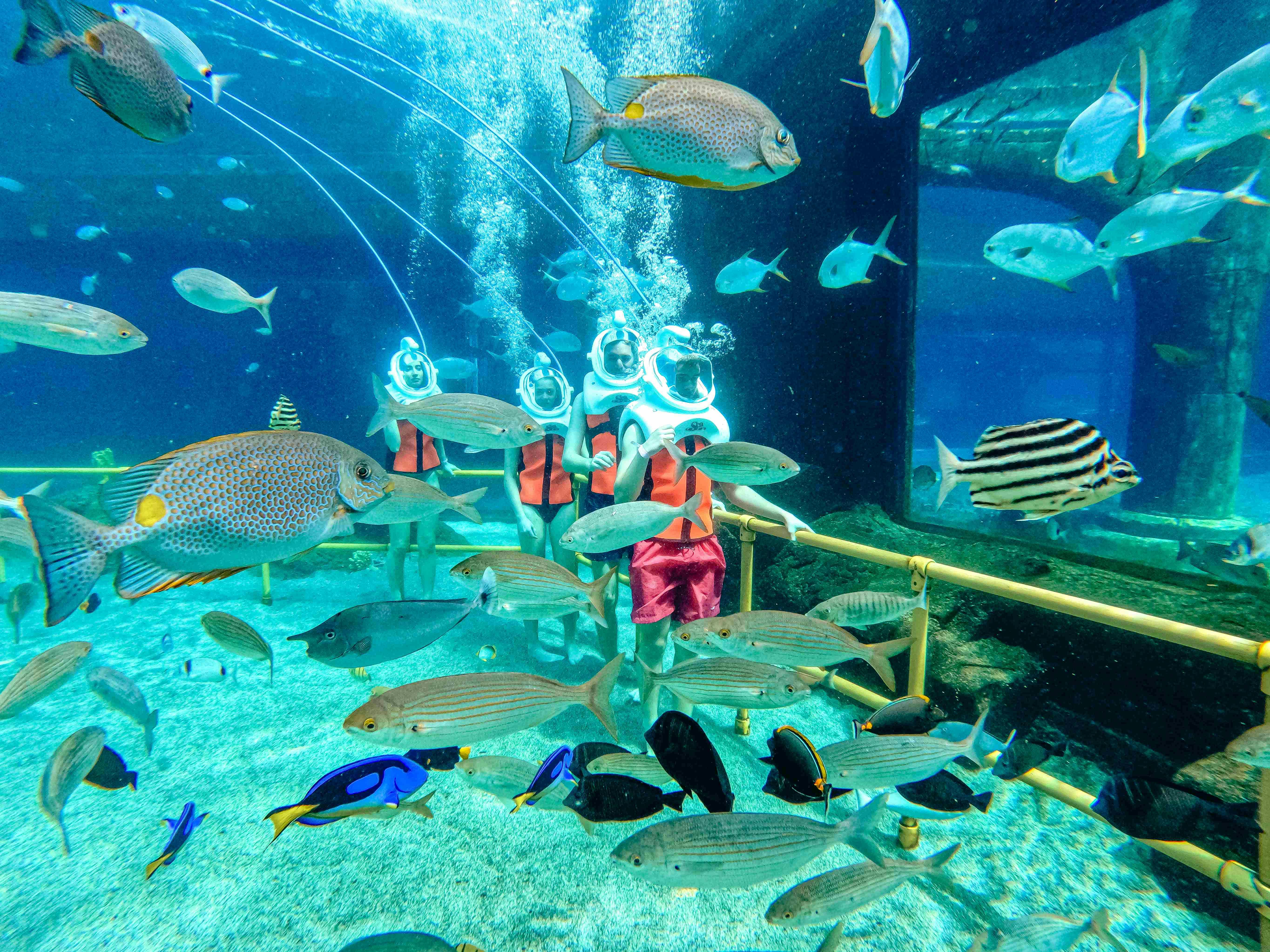 People underwater wearing helmets for breathing and surrounded by various colorful fish in a controlled aquatic environment.