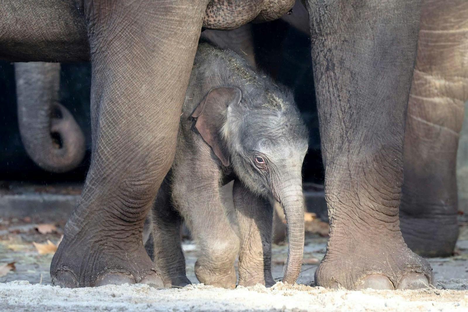 Een babyolifant staat tussen de poten van een volwassen olifant op een zanderige ondergrond.