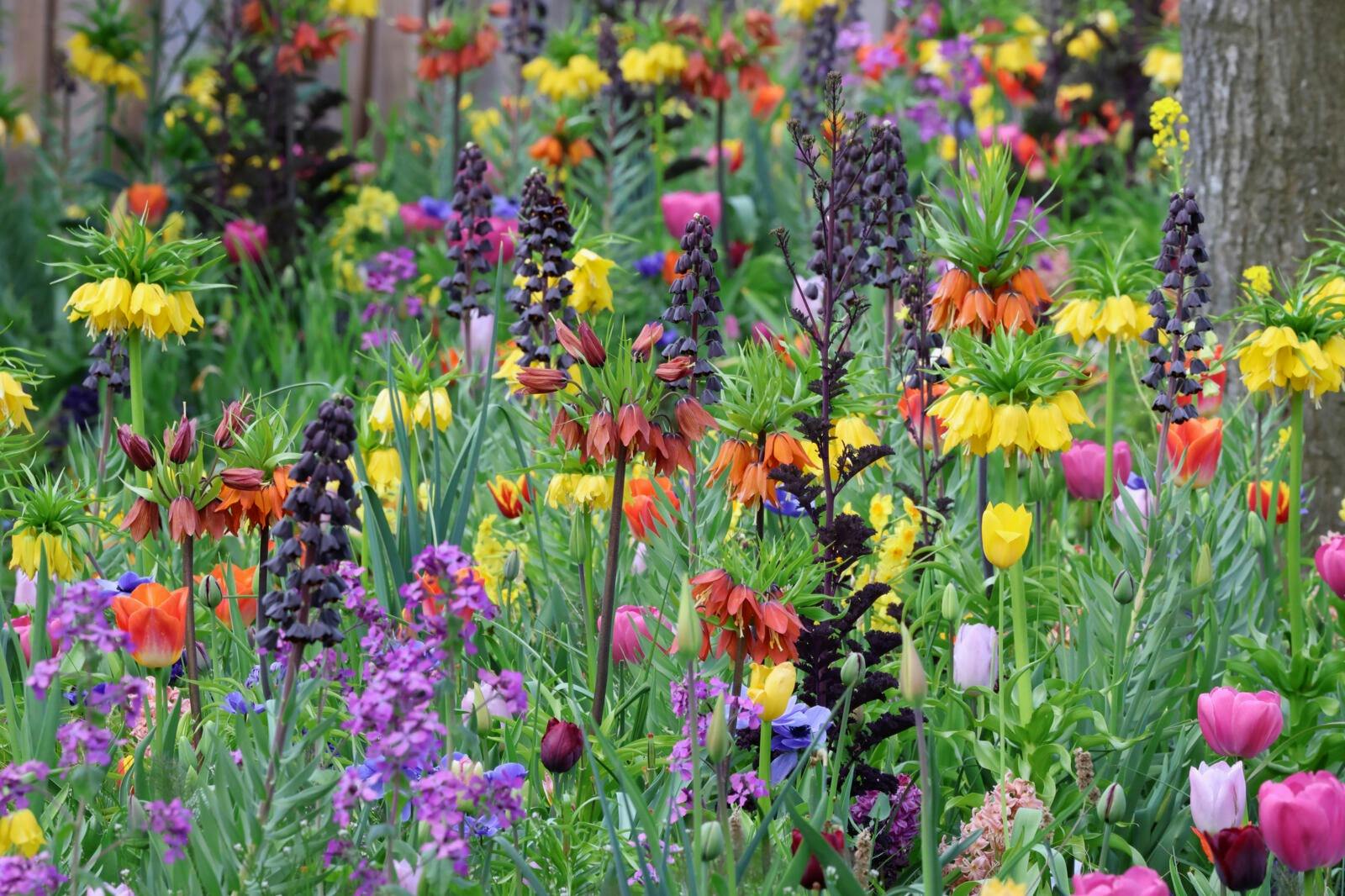 Tętniący życiem ogród z różnorodnymi kolorowymi kwiatami, w tym kwiatami żółtymi, pomarańczowymi, fioletowymi i różowymi, pośród zielonych liści.