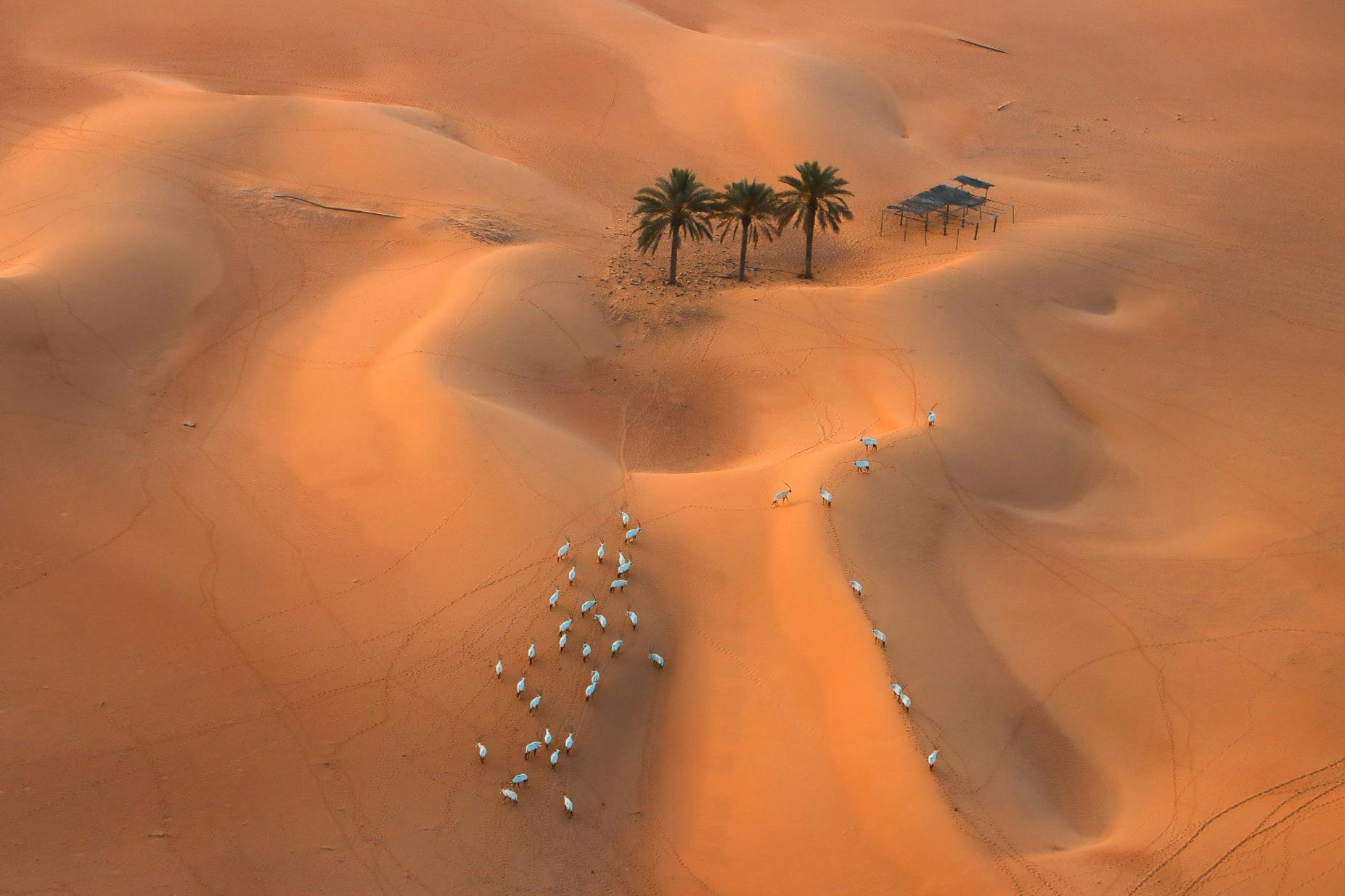 铂金遗产：老式路虎或骆驼大篷车的遗产野生动物园之旅