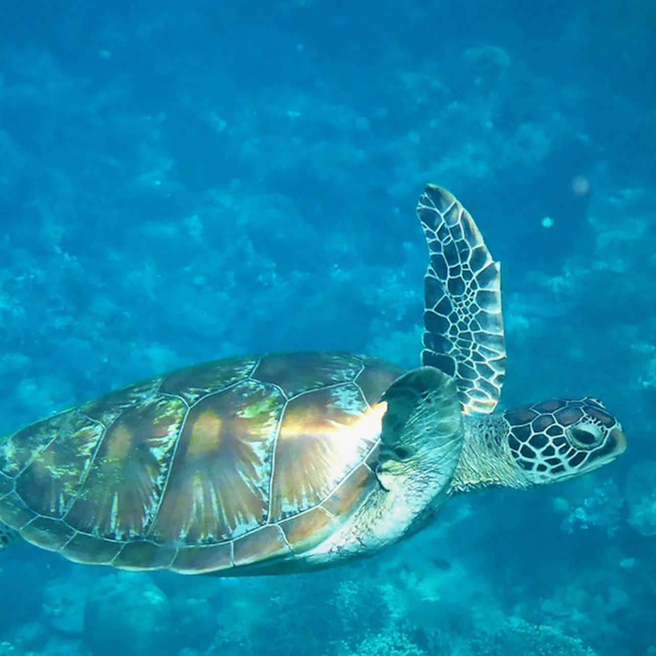 Sea turtle swimming underwater, displaying its detailed shell and flippers against a blue-green ocean background.