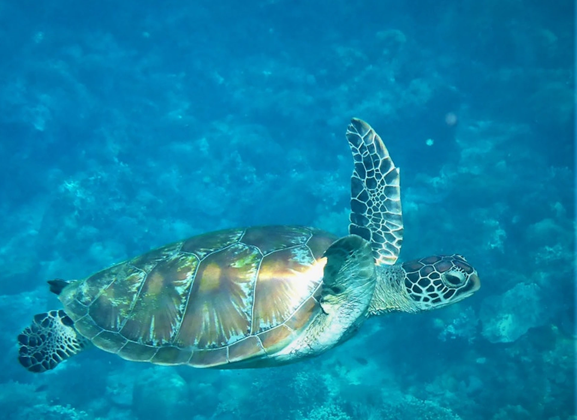 Sea turtle swimming underwater, displaying its detailed shell and flippers against a blue-green ocean background.