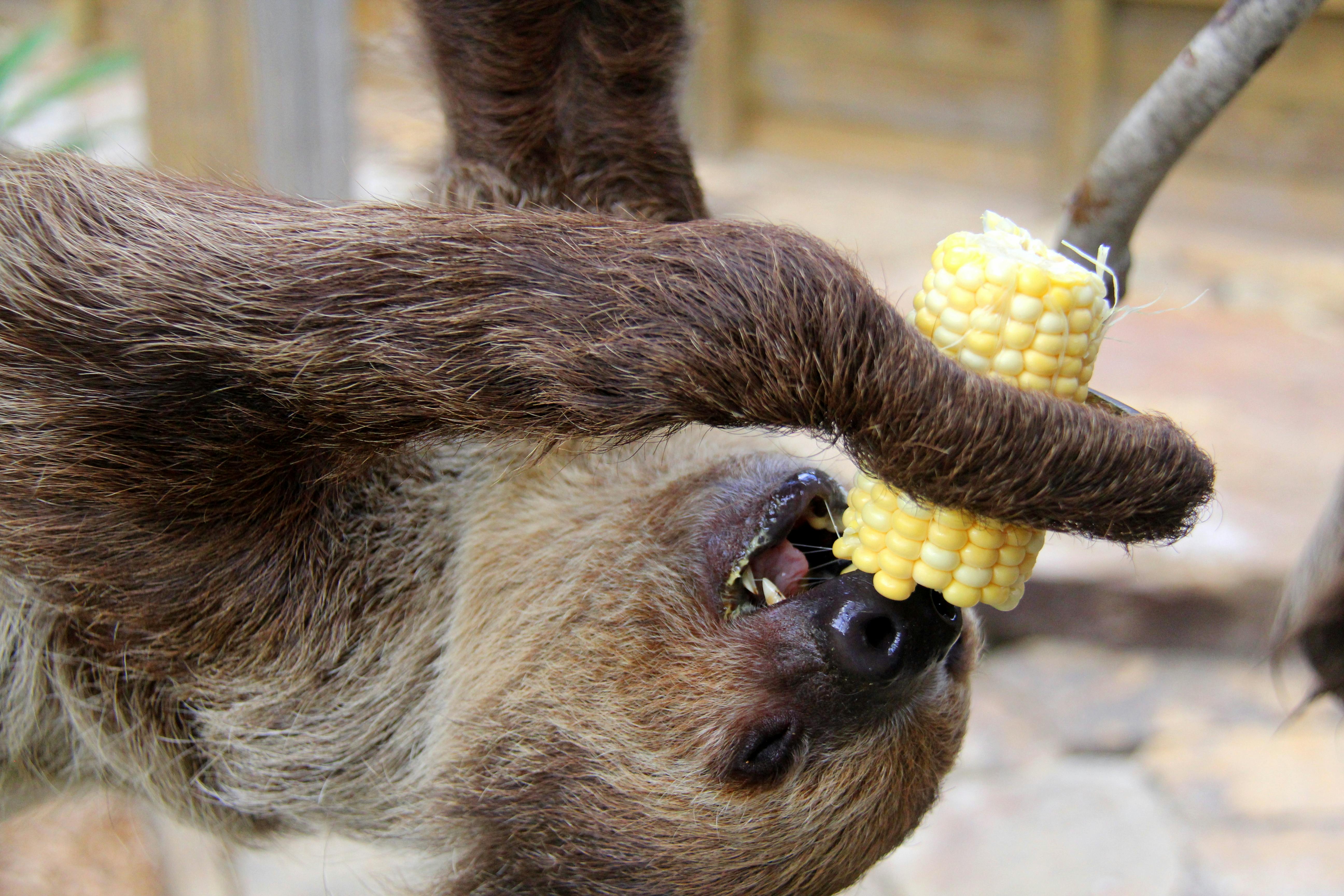 Primer plano de un perezoso, colgado boca abajo, comiendo mazorcas de maíz.