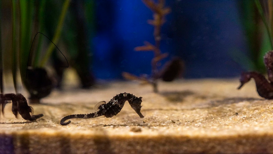 A small black seahorse rests on the sandy bottom of an aquarium, with blurry aquatic plants in the background.