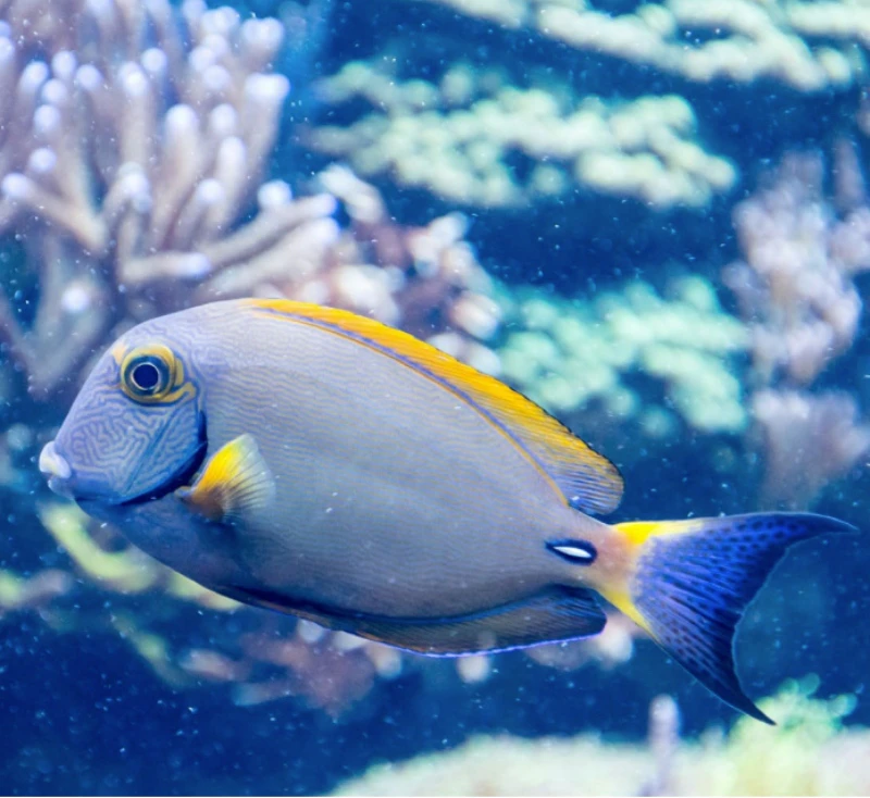 A colorful fish with a gray body, yellow stripe, and blue tail swims in a vibrant coral reef background.