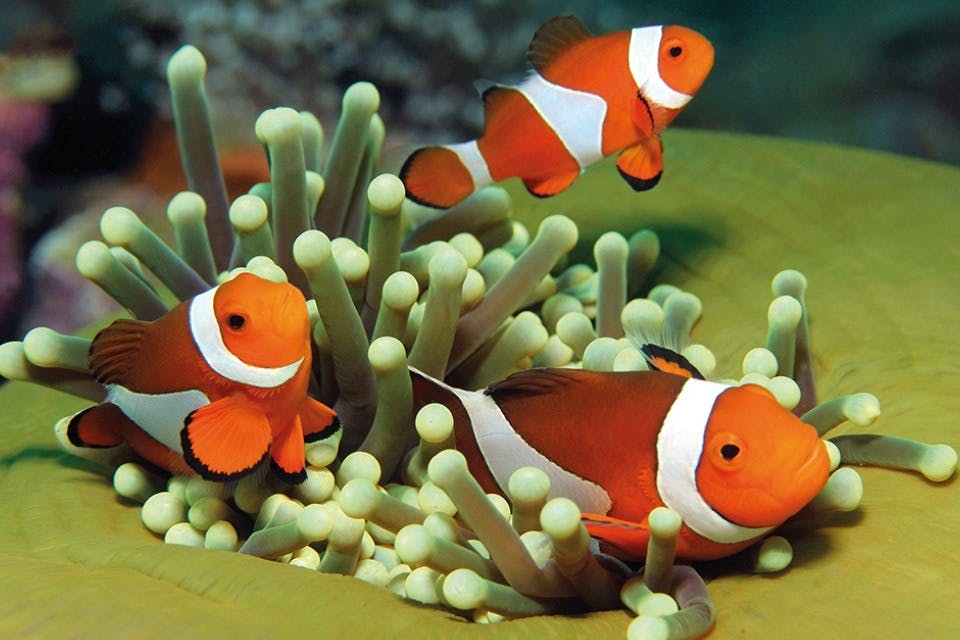 Ψάρια κλόουν