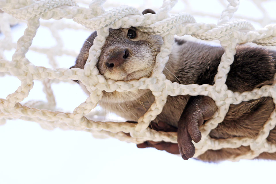 An otter peeking through a white rope net with its paw resting on the net, set against a light background.