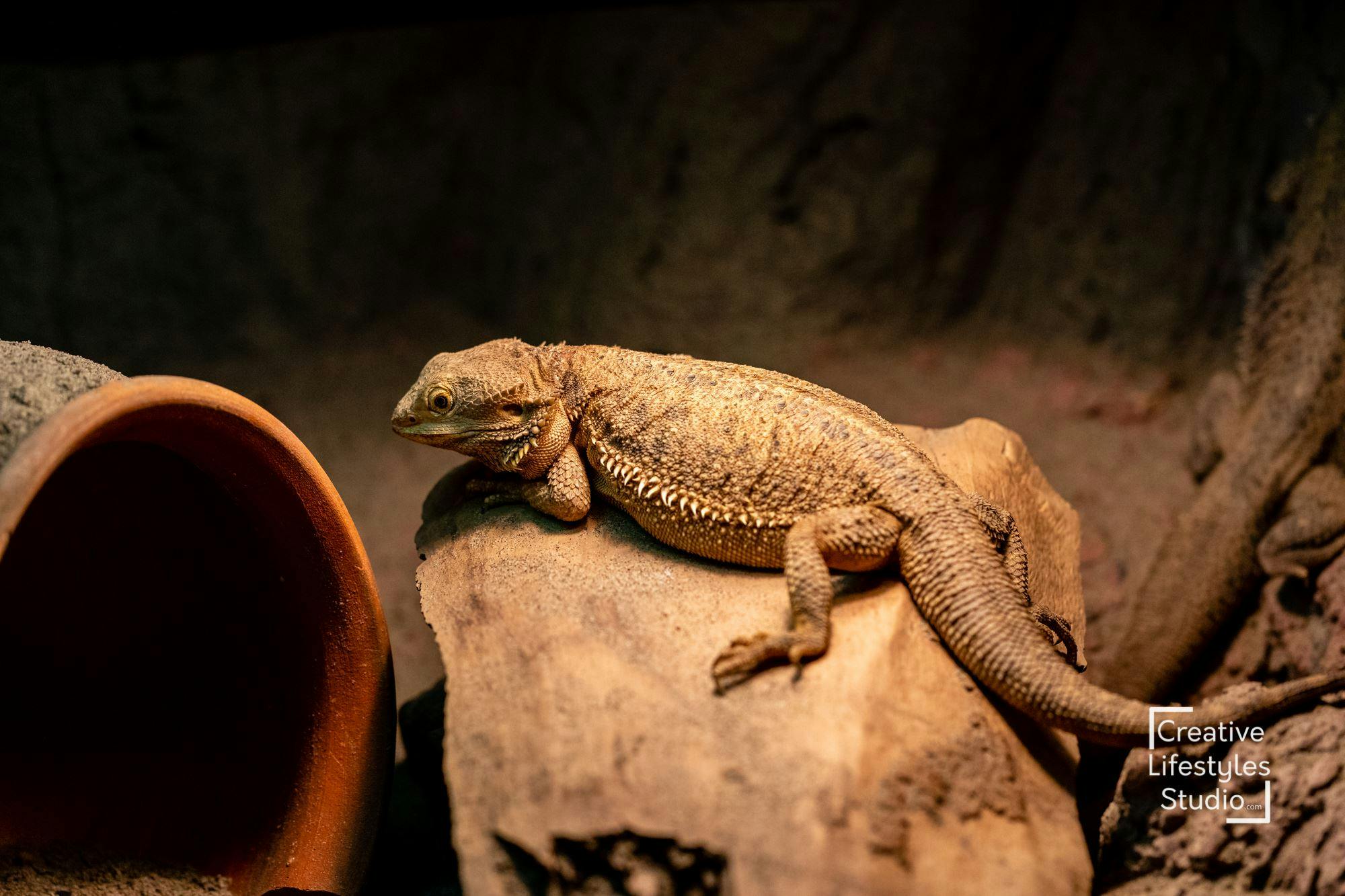 수염을 기른 용이 근처에 세라믹 그릇이 있는 어두운 조명 아래 바위에 누워 있습니다.