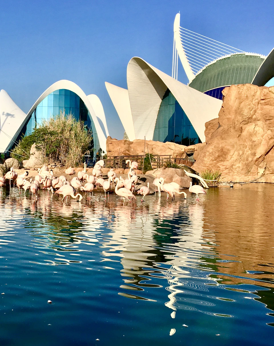 Flamingos wade in a pond with modern architecture and rocky structures in the background under a clear blue sky.