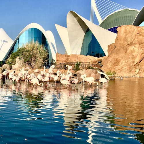 Oceanogràfic y Museo de las Ciencias de Valencia: Sin colas