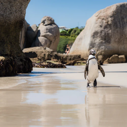 Cape Point and Penguin Explorer Tour - Photo 5