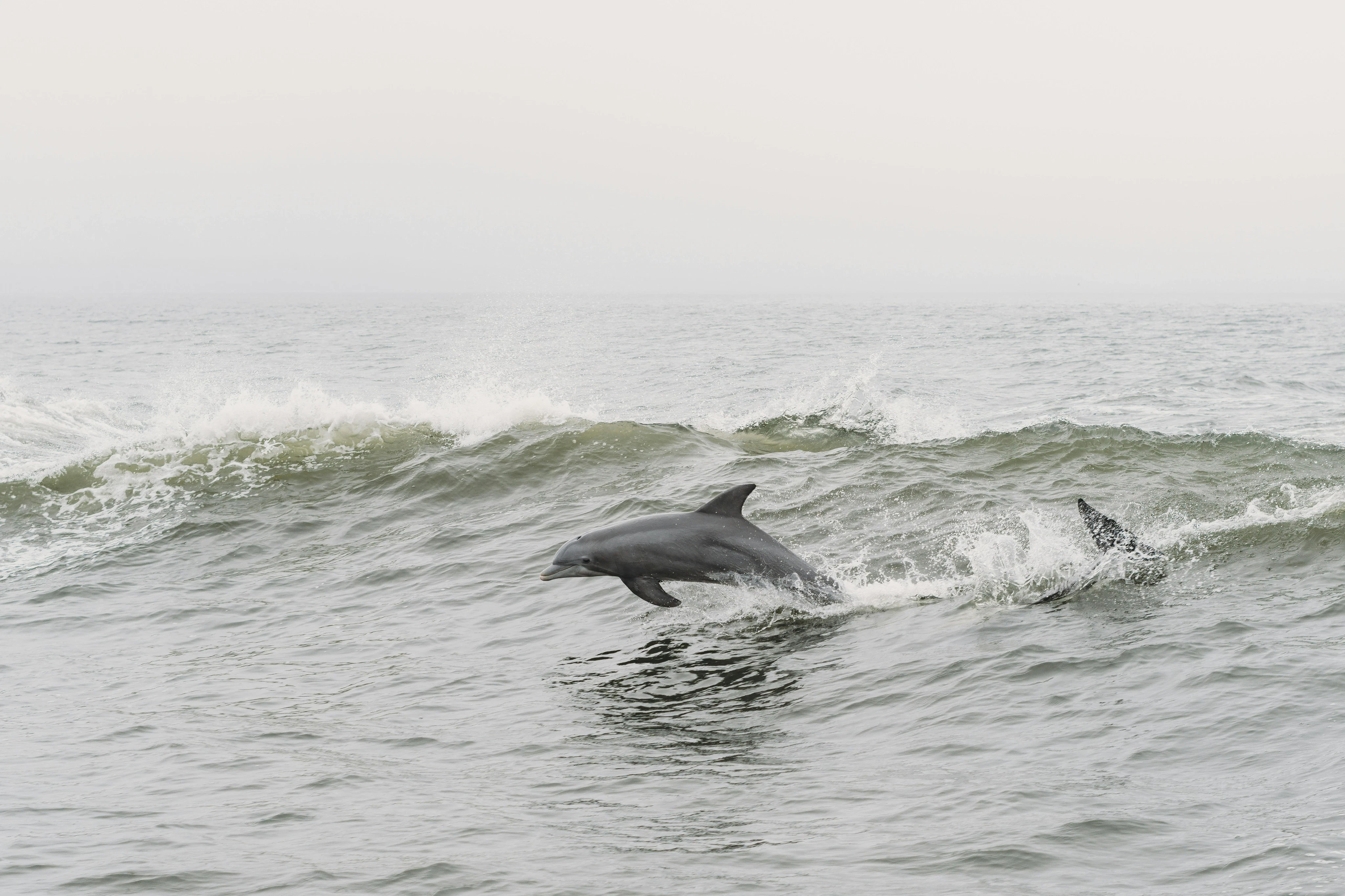 Tarifa: Dolphin & Whale Watching Tour from Seville