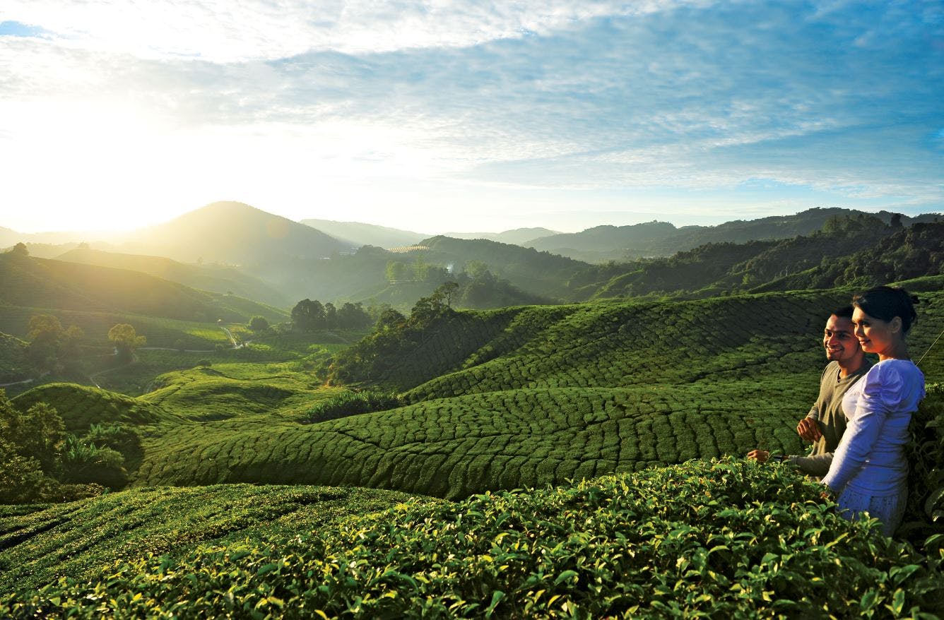 Cameron Highlands: Guided Day Tour from Kuala Lumpur