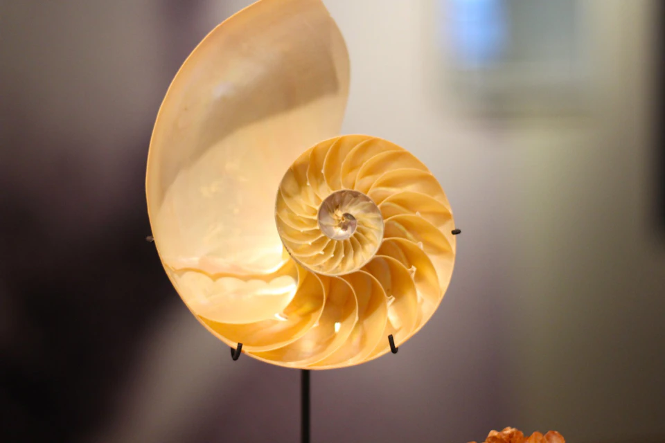 Close-up of a sliced nautilus shell displayed on a stand, showcasing its intricate spiral pattern and chambers.