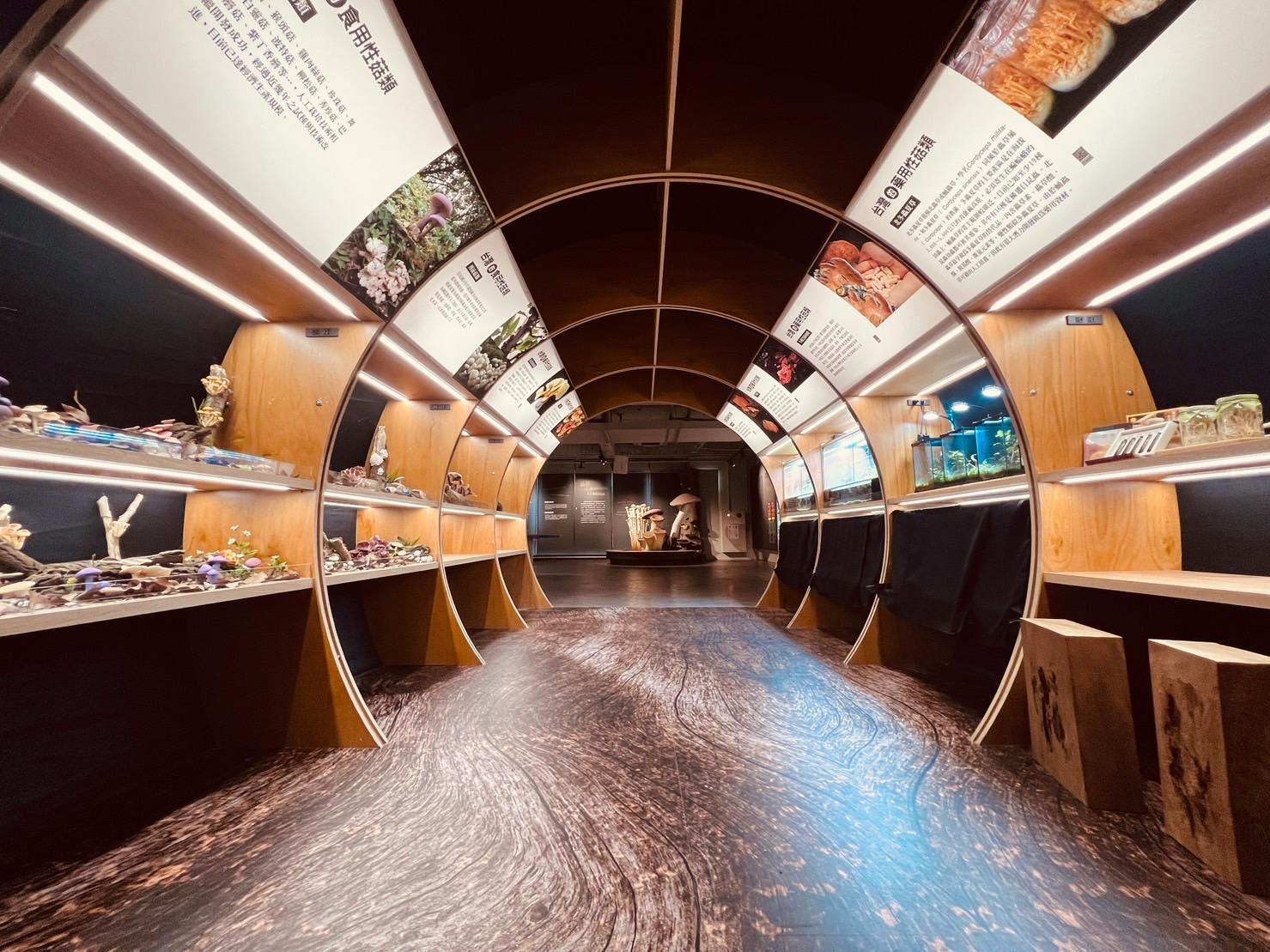 A museum exhibit with curved wooden walls displaying items and informational panels under bright lights.