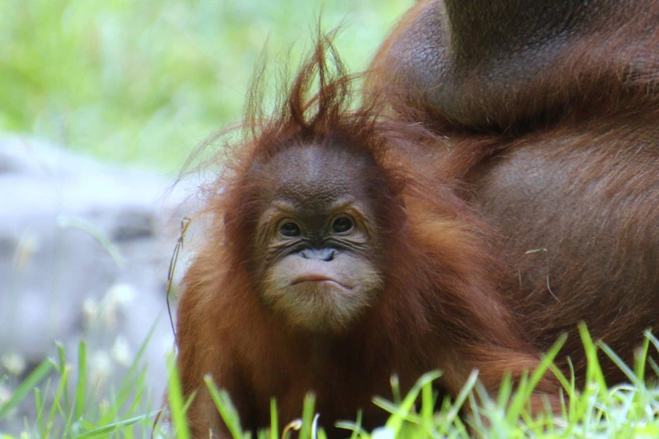 Zoo Atlanta