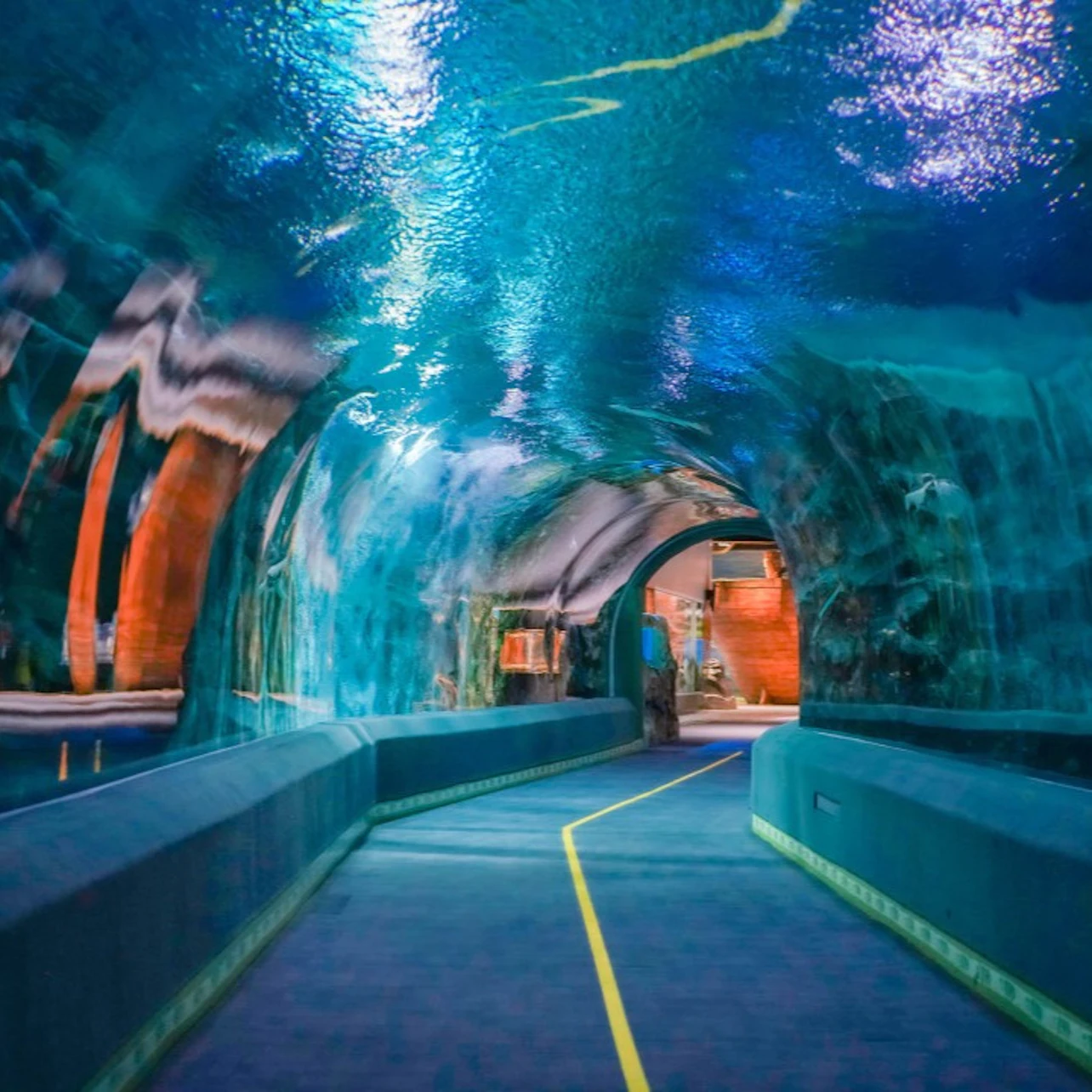 Lotte World Aquarium Seoul: Entry Ticket in Seoul β Tiqets