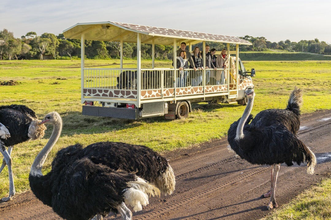 Healesville Sanctuary Tickets Tiqets