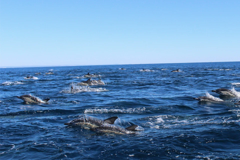 Group of Dolphins
