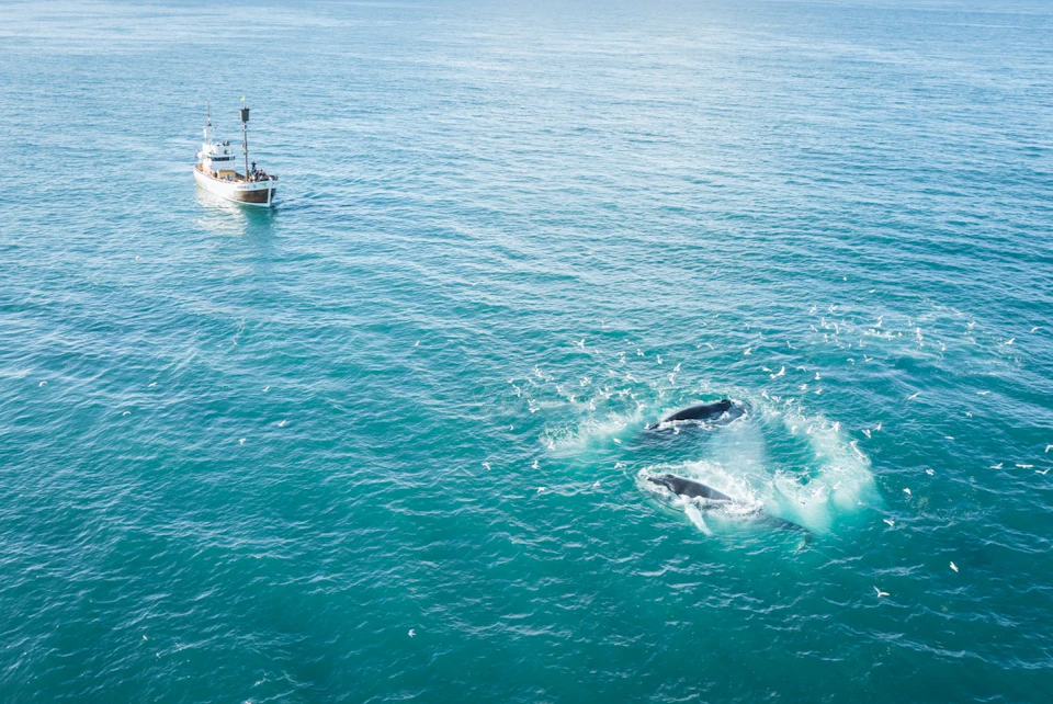 Humpback whales feeding