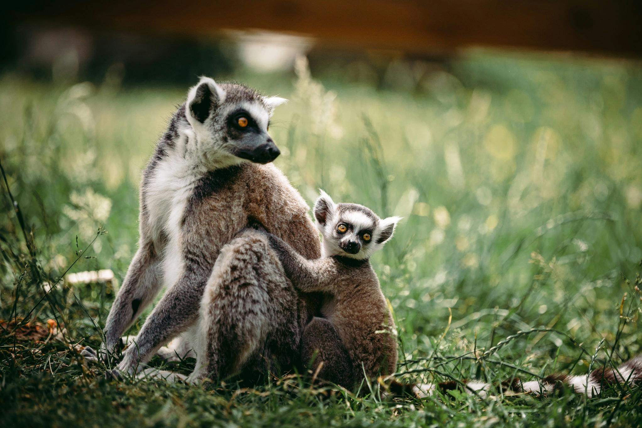 Freizeitpark Bellewaerde: Eintrittskarte