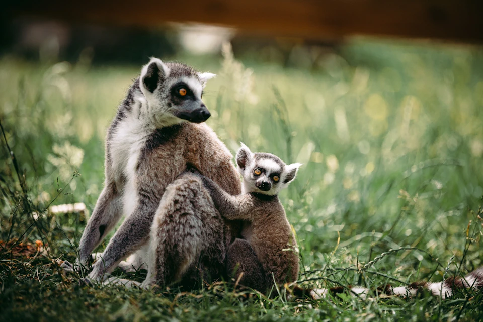 A lemur mother and her baby sitting on the grass, with the baby clinging to the mother’s back and looking towards the camera.