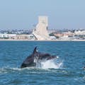 Delphine ziehen vor dem Denkmal der Entdeckungen vorbei