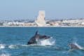 Delfiny przechodzące przed Pomnikiem Odkrywców