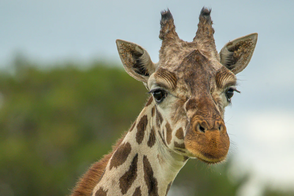 Close-up of a giraffe's face with a blurred green background.