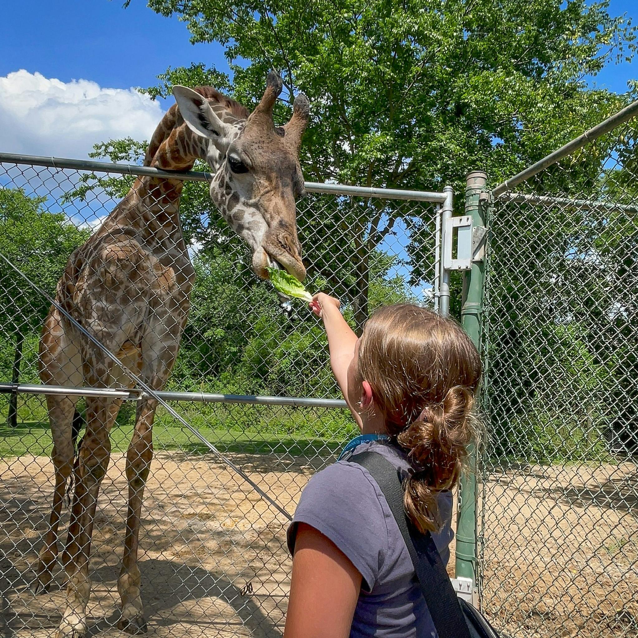 Człowiek karmi żyrafę przez ogrodzenie z siatki w słoneczny dzień. W tle widoczne są drzewa i błękitne niebo.
