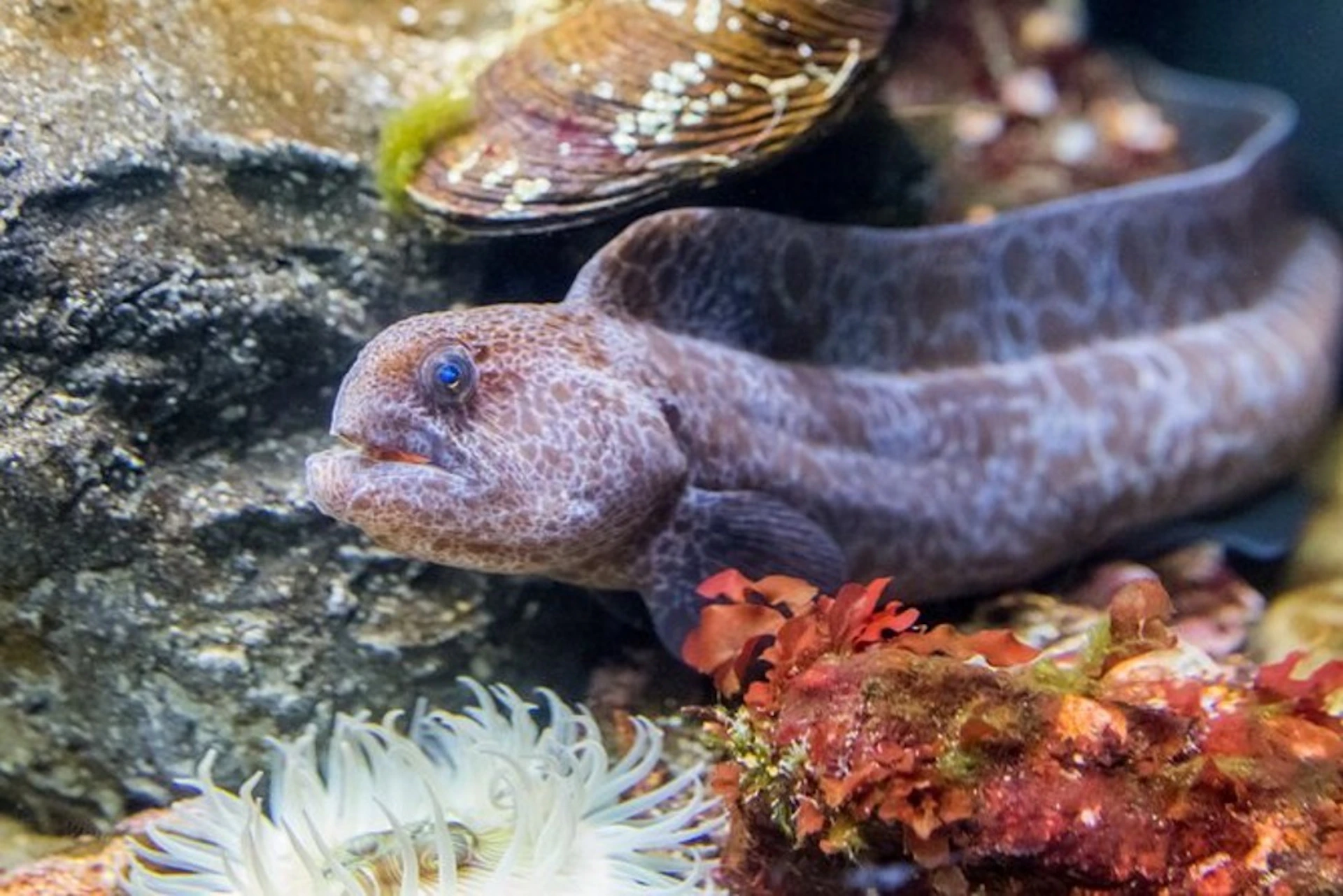 Aquarium Of the Bay