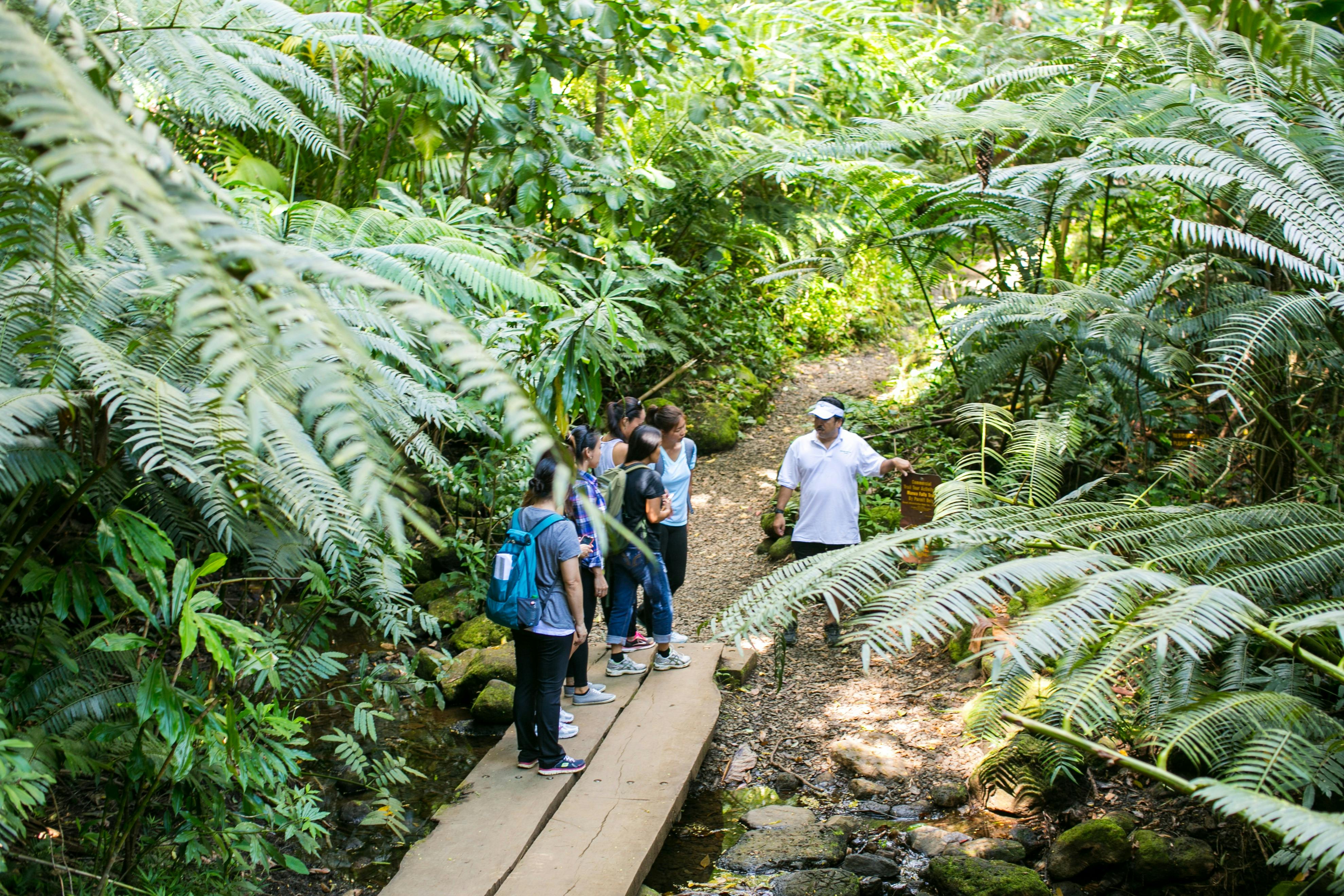 Oahu: Visita guiada às Cataratas de Manoa a partir de Waikiki + Almoço - Photo 2