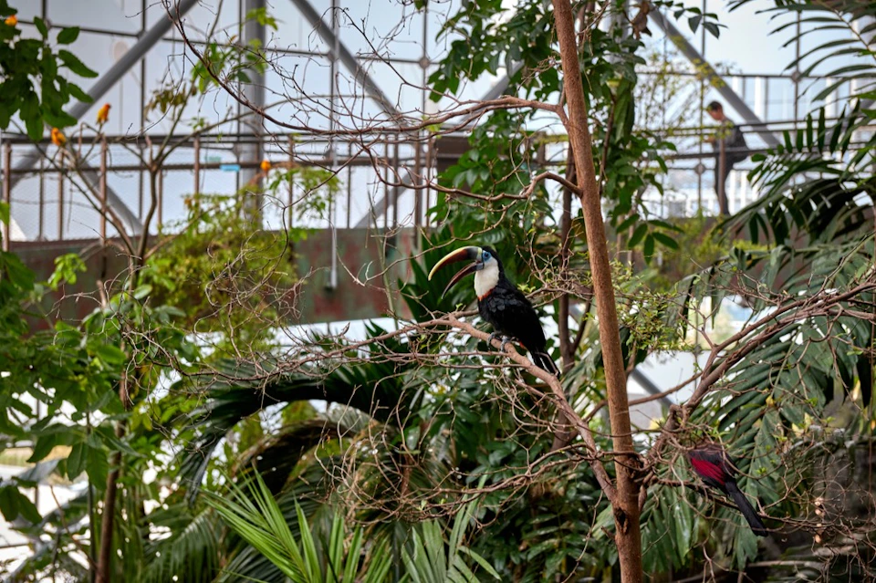 A toucan perched on a branch surrounded by lush greenery inside an indoor enclosure with a metal frame structure.