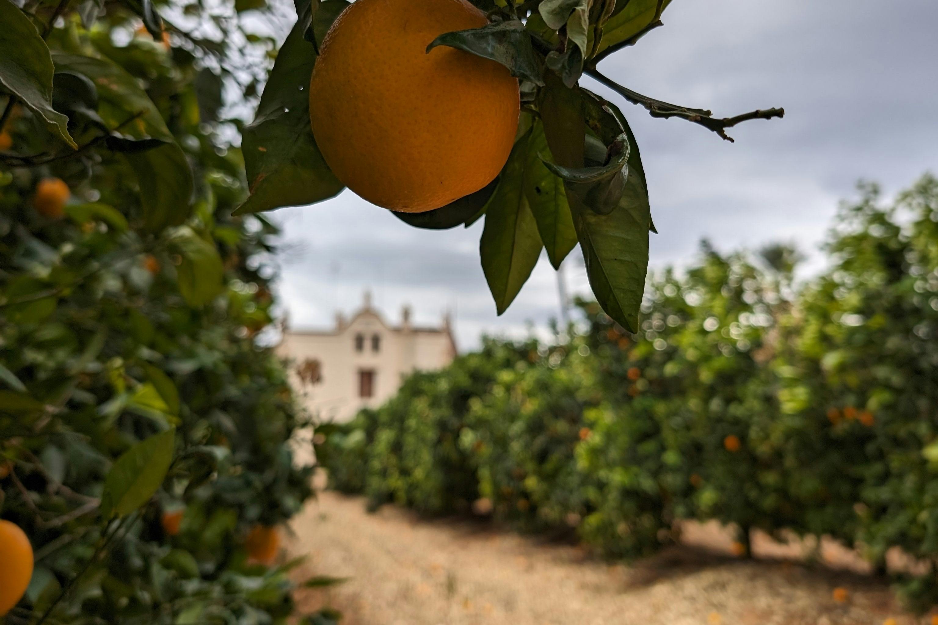huerto
