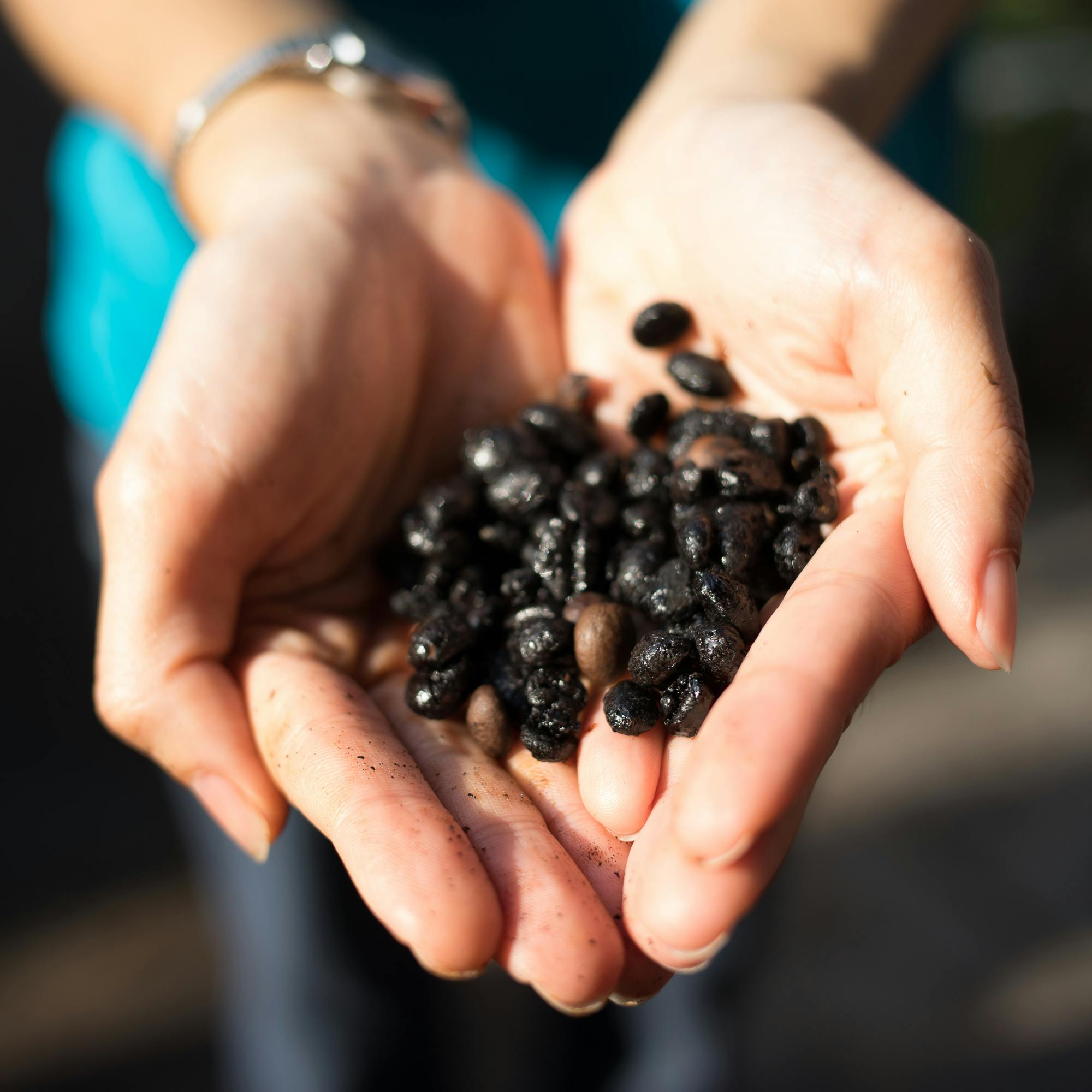 A person holding a handful of small, black, and shiny pebbles or seeds in their cupped hands.