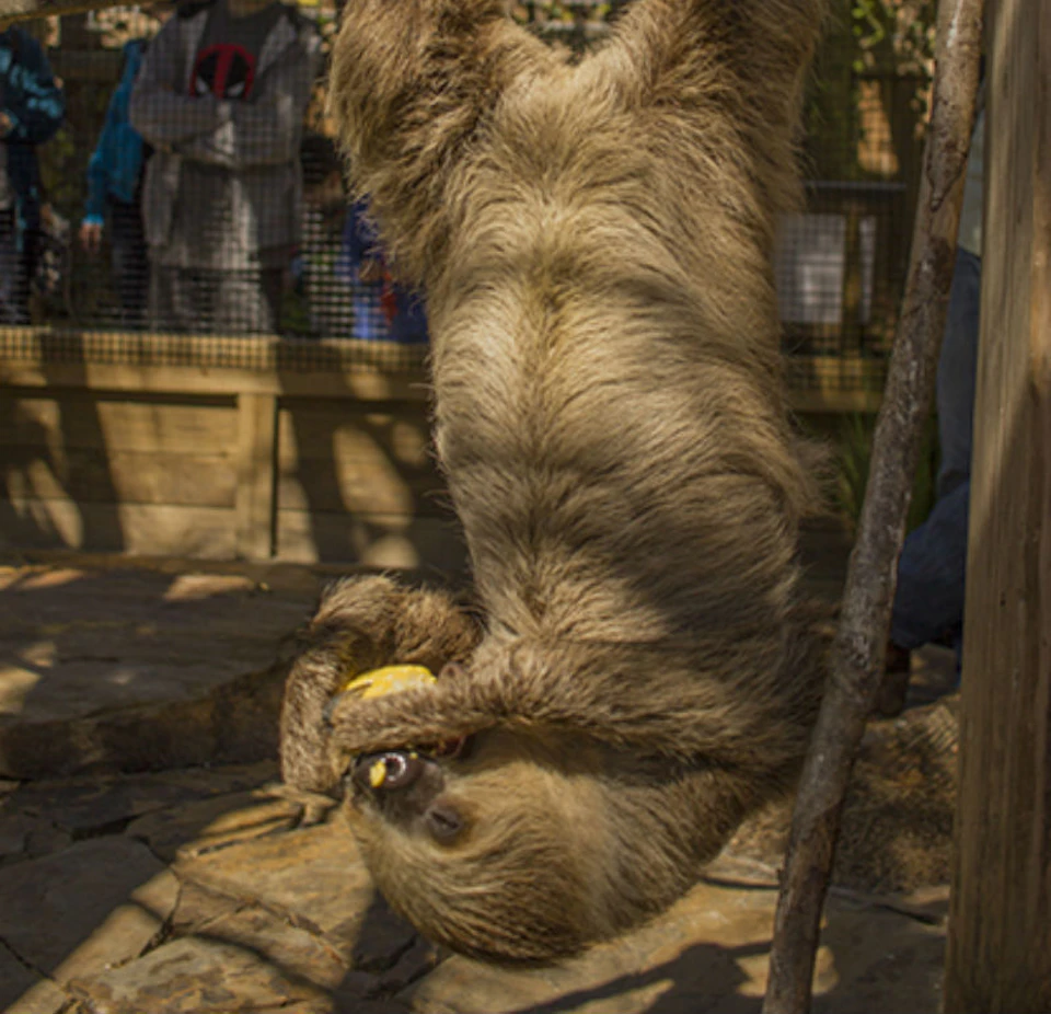 A sloth hanging upside down on a wooden structure, eating a yellow fruit. People and a fence are visible in the background.