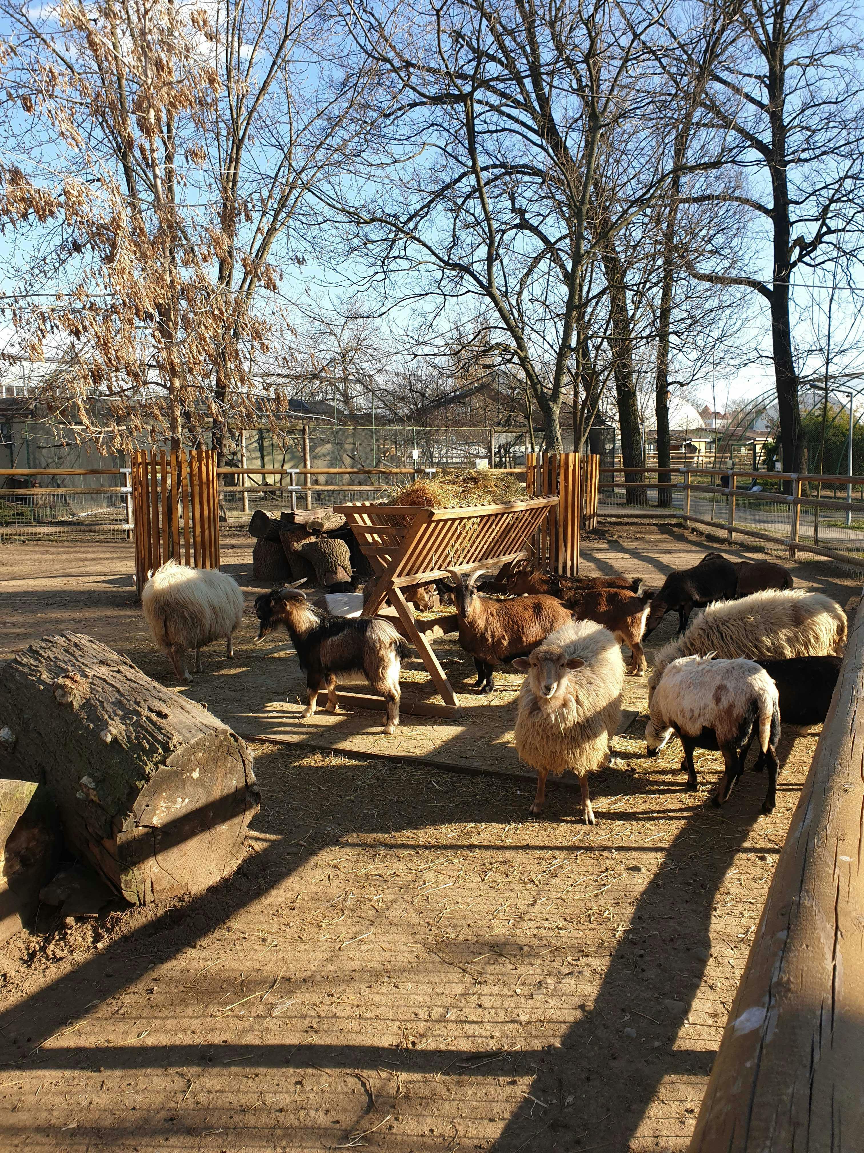 Ovce a kozy v hliněné ohradě s dřevěným podavačem, za jasného dne obklopené holými stromy a dřevěnými ploty.