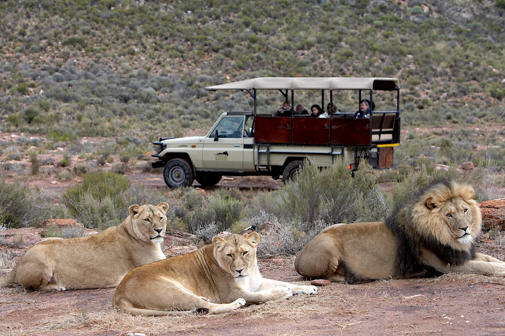 A group of lions at Aquila Game Reserve.