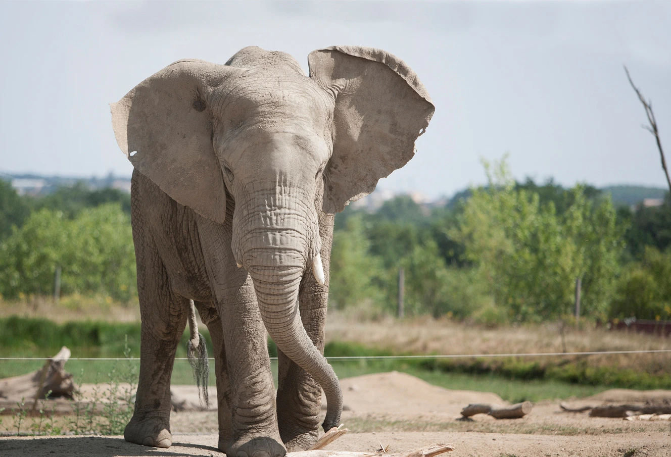 An elephant standing on dry land with greenery and bushes in the background on a sunny day.